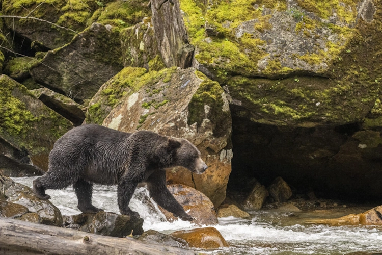 Sailcone's Grizzly Bear Lodge 004 klein.webp