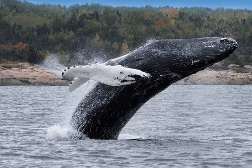 tadoussac whalewatching 011.png