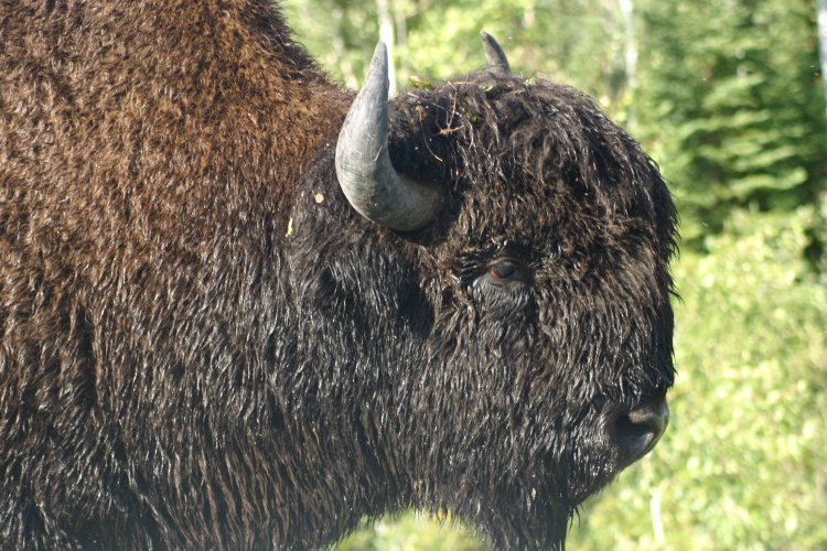 yukon and north-west territories wild langs de weg.jpg