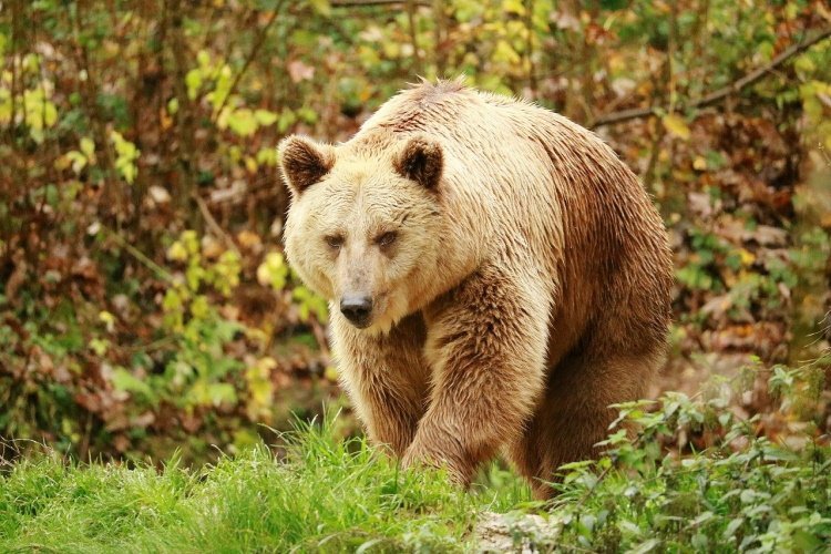 Klik op de afbeelding voor een vergroting canada beer nature-3176623_1280.jpg