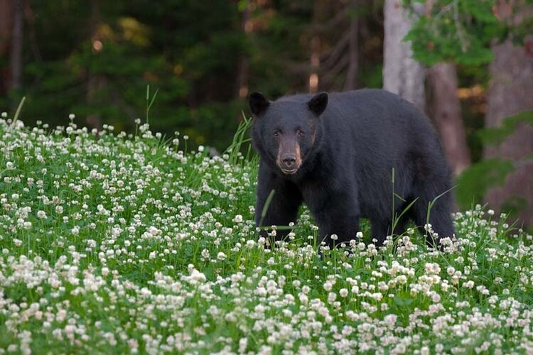 whistler - bear viewing tour.jpg