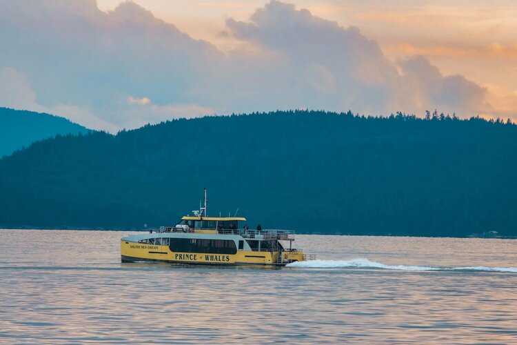 vancouver - sunset whale watching.jpg