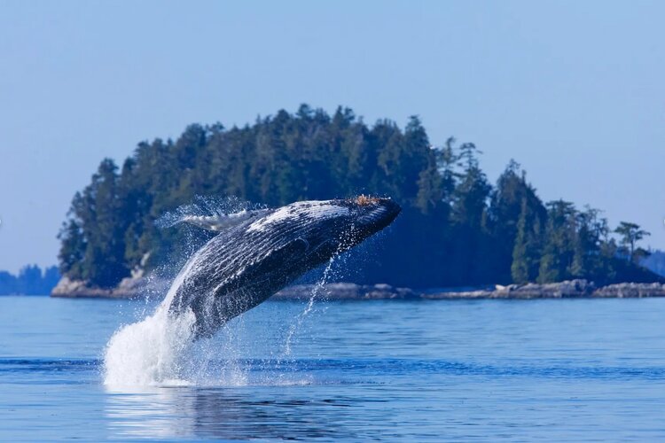 tofino ucluelet - whale watching - cruiser.jpg