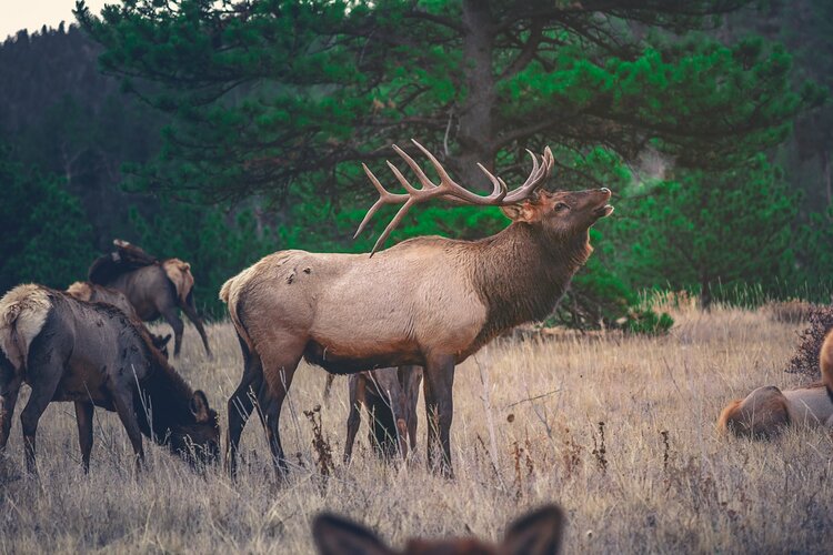 banff - evening wildlife safari.jpg