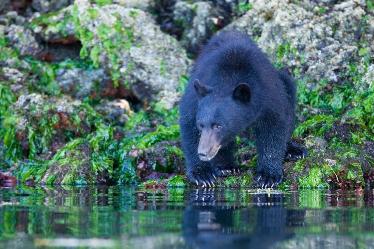 tofino ucluelet - bear watching - zodiac covered vessel.jpg