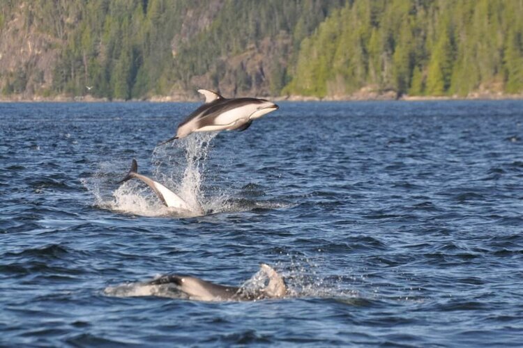 campbell river- wildlife tour - covered vessel.jpg