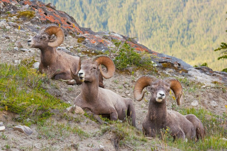 jasper - wildlife discovery tour.jpg