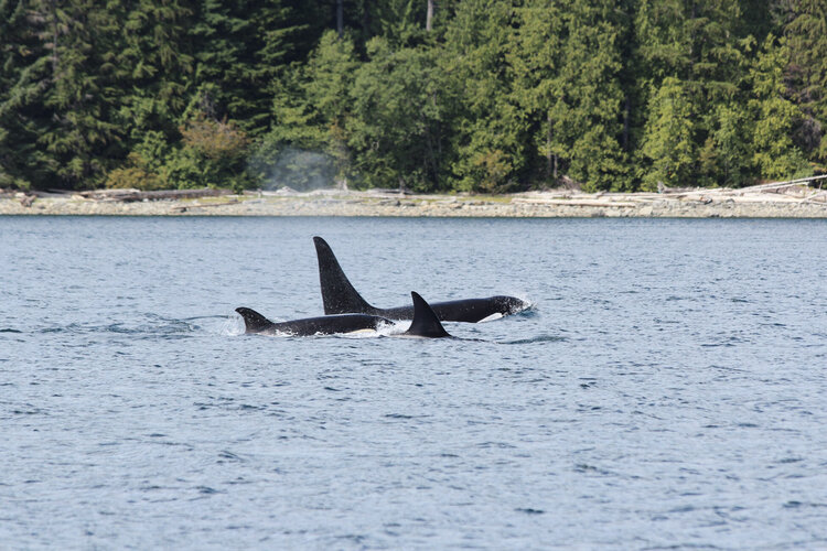 campbell river - whale watching - zodiac.jpg