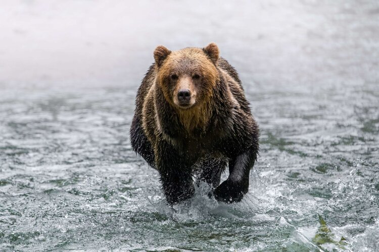 campbell river - the great bears of bute.jpg