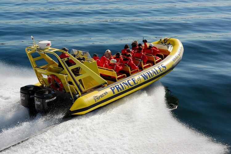victoria - whale watching - zodiac.jpg