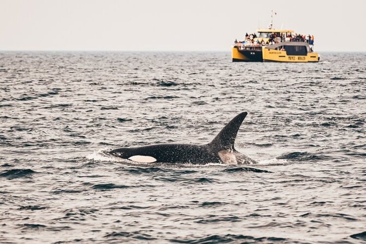 victoria - whale watching - catamaran cruiser.jpg