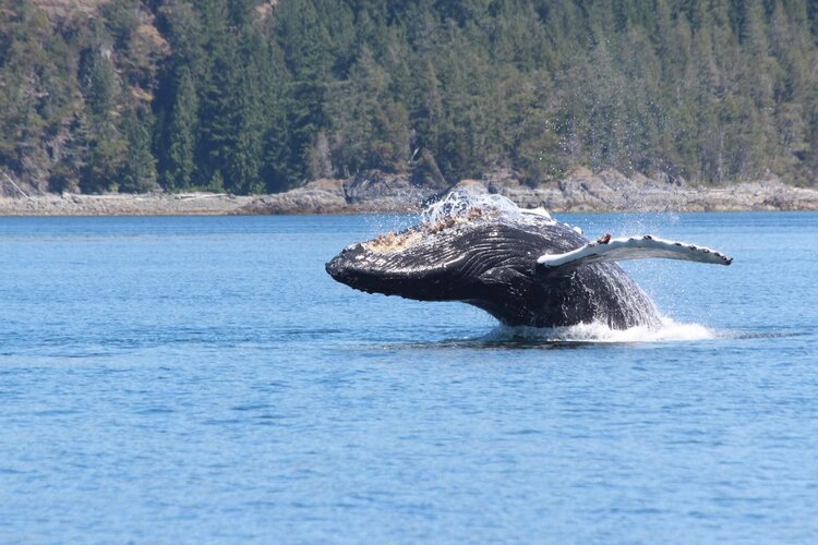 campbell river - whale watching - covered vessel.jpg