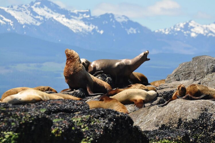 campbell river - wildlife tour - zodiac.jpg