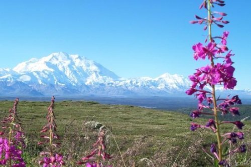 Klik op de afbeelding voor een vergroting Langs de lodges van Alaska dag 06