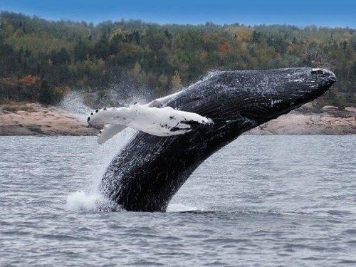 Klik op de afbeelding voor een vergroting Tadoussac whalewatching