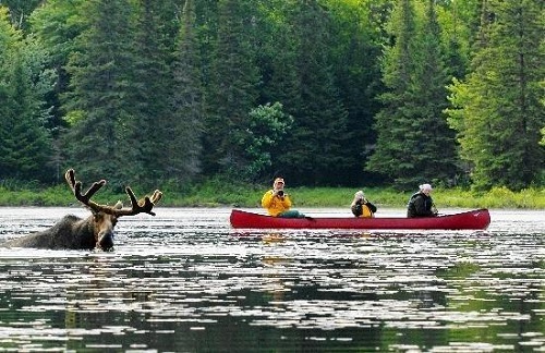 algonquin-