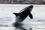 Whalewatching