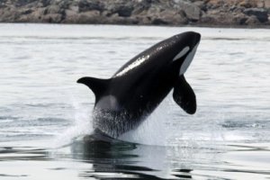 Whalewatching