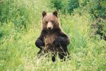 Discover Grizzly Bears