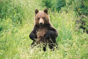 Discover Grizzly Bears 