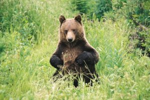 Discover Grizzly Bears