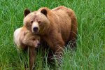 Grizzly Bear Tour Telegraph Cove