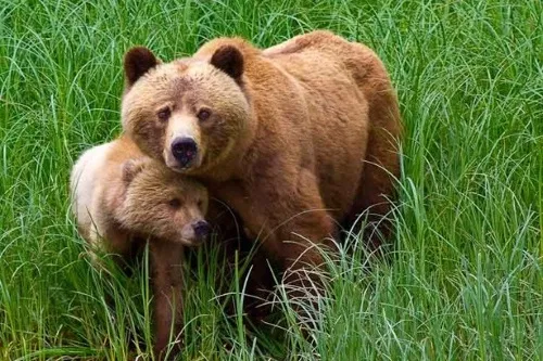 GrizzlyBear-CanadaPlus.webp