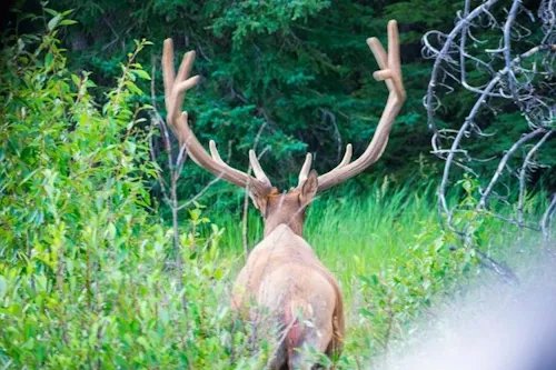 Jasper-CanadaPlus.webp