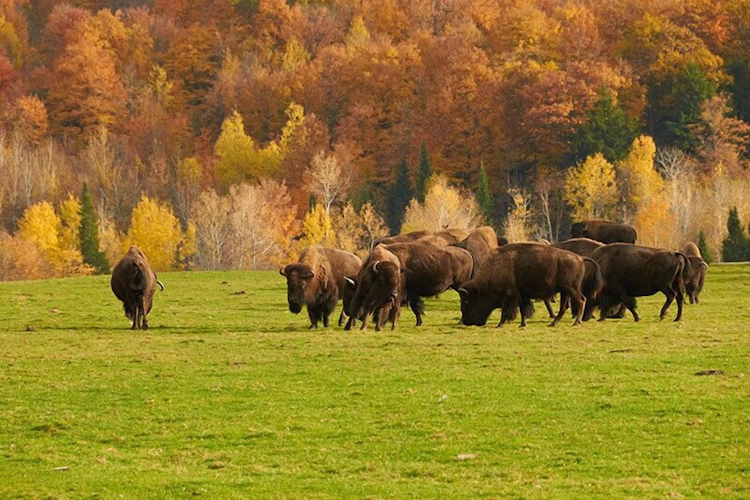 Omega Park game drive.webp