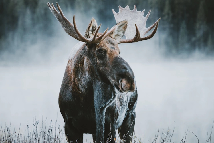 Jasper Moose 050.jpg