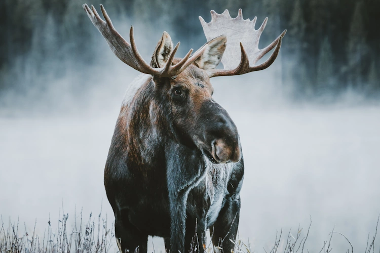 Jasper Moose 012.webp