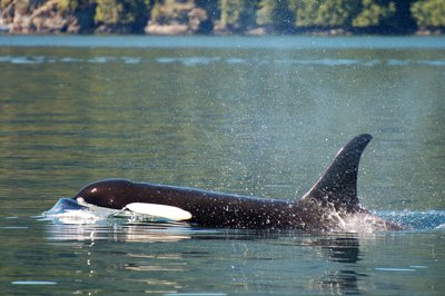 Klik op de afbeelding voor een vergroting Campbell River 001