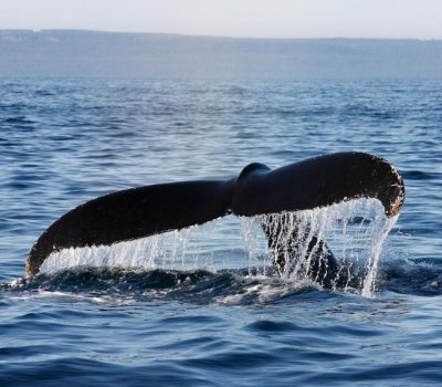 Tadoussac Whalewatching Tour