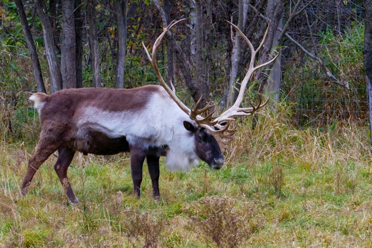 Parc Omega Photo by JD-Photos on Unsplash 002.webp