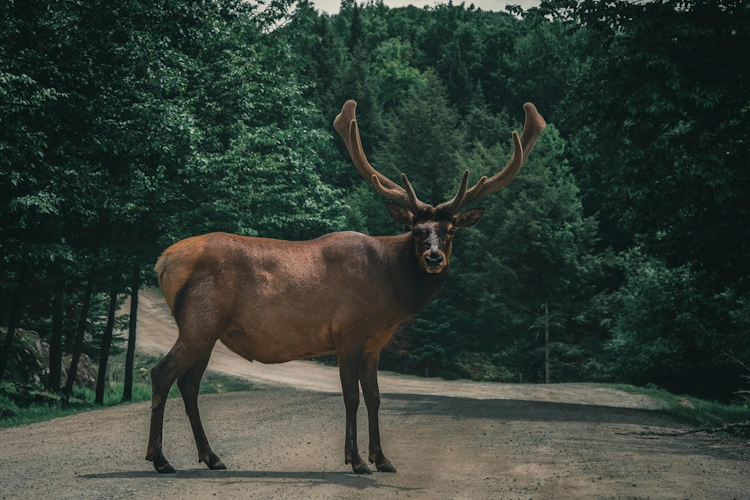 Parc Omega Photo by Ali Kazal on Unsplash.webp